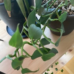 ポトス エンジョイポトス　ライムグリーン　シルバーメタル　マドカズラ　カット苗の画像