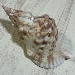 厄除け 開運 金運 ほら貝 2個セット 約18.5〜20cm 法螺貝の画像