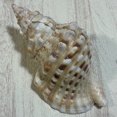 厄除け 開運 金運 ほら貝 2個セット 約18.5〜20cm 法螺貝の画像