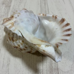 厄除け 開運 金運 ほら貝 2個セット 約18.5〜20cm 法螺貝の画像