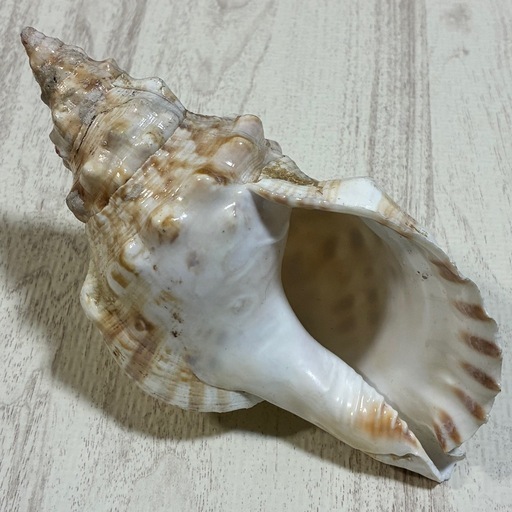 大きな貝、約100歳　約20 × 25 × 20センチ￼ 大きな貝、約100歳 約20 × 25 × 20センチ￼