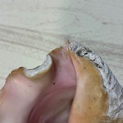 恋愛運 安産 家庭円満 絶滅危惧種 クイーンコンクシェル コンク貝 ピンク貝 24cm 希少の画像