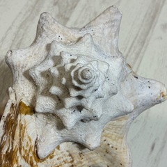 恋愛運 安産 家庭円満 絶滅危惧種 クイーンコンクシェル コンク貝 ピンク貝 24cm 希少の画像