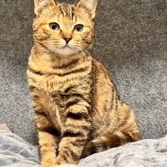 綺麗なサビねこ彩月（さつき）ちゃん - 猫