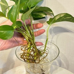 ポトス　斑入り　水耕栽培　4株セットの画像