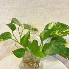 ポトス　斑入り　水耕栽培　4株セットの画像