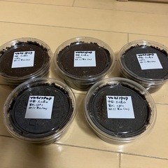 【幼虫セット】ツカモトフタマタクワガタ 幼虫5頭の画像