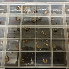 【幼虫セット】ツカモトフタマタクワガタ 幼虫5頭の画像