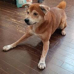 柴犬とシェパードのミックス7歳オス