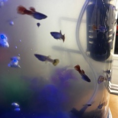 MIXグッピー🐟10匹の画像