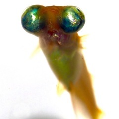 オレンジハンマーヘッド悪魔メダカ の稚魚の画像