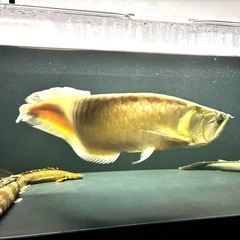 シルバーアロワナ　　約60センチの画像