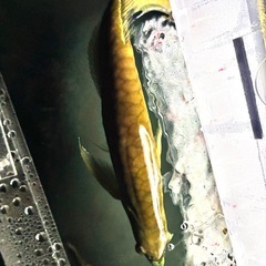 シルバーアロワナ　　約60センチの画像