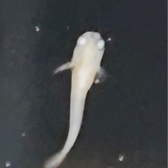 オレンジハンマーヘッド悪魔メダカ の稚魚の画像