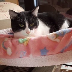 人馴れ抜群！ハチワレの男の子