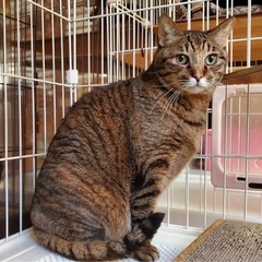 15歳のキジトラのおばぁちゃん☺️