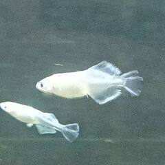 ★近松めだか（新春福袋）1月4日～の画像