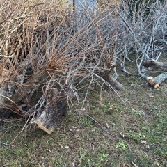 薪用にいかがですか。の画像