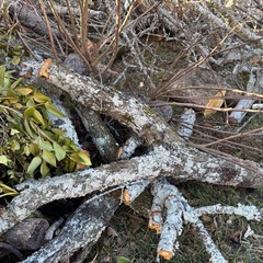 薪用にいかがですか。の画像