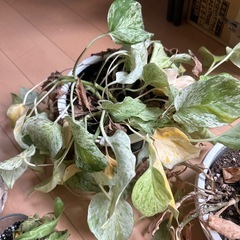 枯れた植物鉢セットの画像