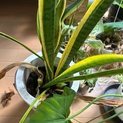 枯れた植物鉢セットの画像