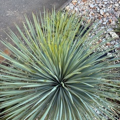 ユッカロストラータの画像