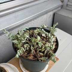 【お譲り先決定】アロマティカス・多肉植物の画像