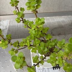 【お譲り先決定】アロマティカス・多肉植物の画像