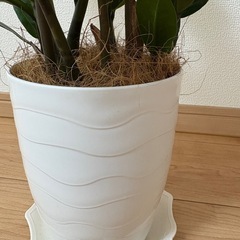 ザミオクルカス/観葉植物/室内インテリアの画像
