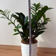ザミオクルカス/観葉植物/室内インテリアの画像