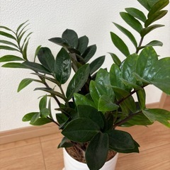 ザミオクルカス/観葉植物/室内インテリアの画像