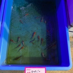 【初売り価格】錦鯉の画像