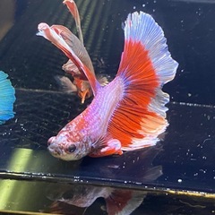 【初売り価格】の画像