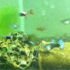 【初売り価格】の画像