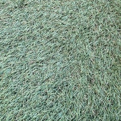 ベランダ用人工芝の画像