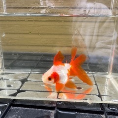 [お話中]金魚 ①の画像