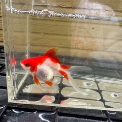 [お話中]金魚 ①の画像