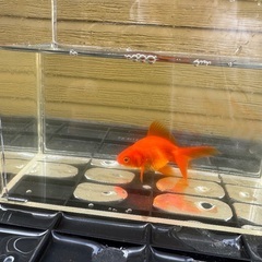 [お話中]金魚②の画像
