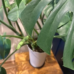 激安！モンステラ‼️ 大型の画像