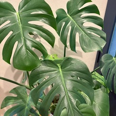 激安！モンステラ‼️ 大型の画像
