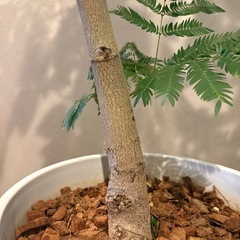 幹太‼️大型エバーフレッシュの画像