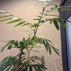 幹太‼️大型エバーフレッシュの画像