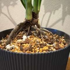 根幹上がり！　フィロデンドロン　クッカバラの画像