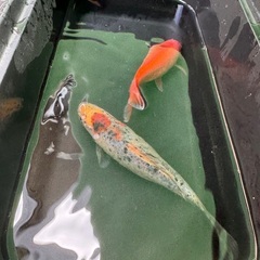 [決定しました]金魚 15cmくらいの画像