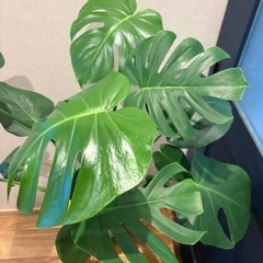 激安‼️モンステラの画像