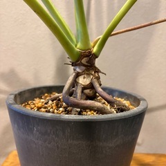 レア‼️根上がり　フィロデンドロンの画像