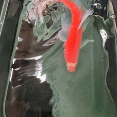 [決定しました]金魚 20cmくらいの画像