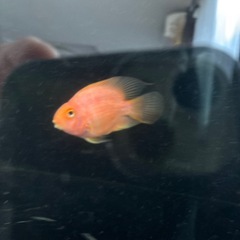 シルバーアロワナとキングパロットの画像