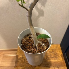 激安‼️幹太！フィカス　ウンベラータの画像