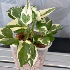 【観葉植物】珍しい品種　ポトスエンジョイ🌱✨　　No.2の画像